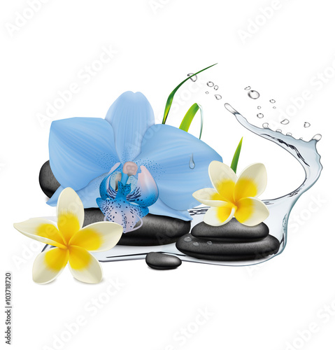 Orchid  Plumeria flowers  water splash and zen stone. Vector illustration