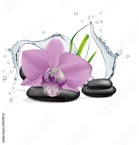 Orchid flower  water splash and zen stone. Vector illustration
