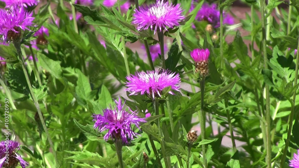 Pink flowers at a sunny day