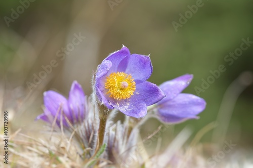 Mountain Pasqueflower (Pulsatilla montana)
