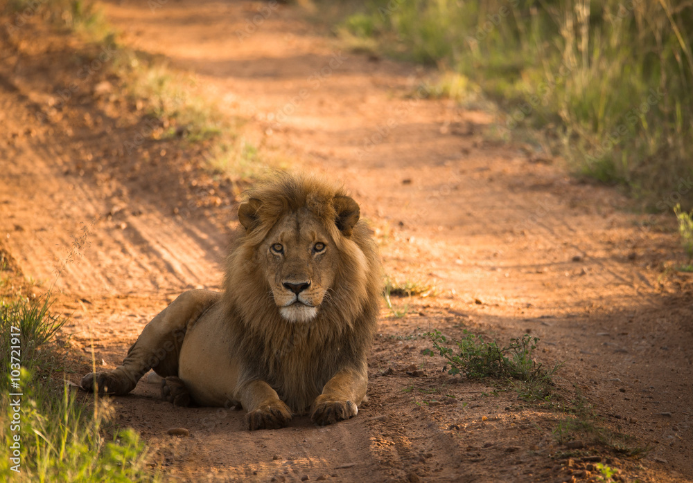 Naklejka premium Lion on the morning african road