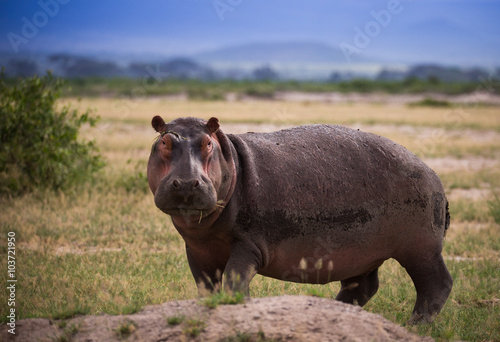 Hippo on the african savannah