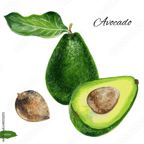 Avocado, half of avocado, avocado seed. Hand drawn watercolor painting isolated on white background.