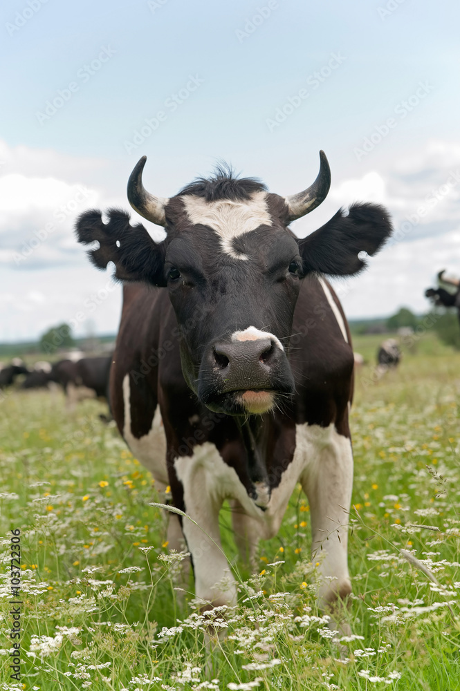 Black and white cow full face with figure cutout ear marks
Black and white cow full face with figure cutout ear marks