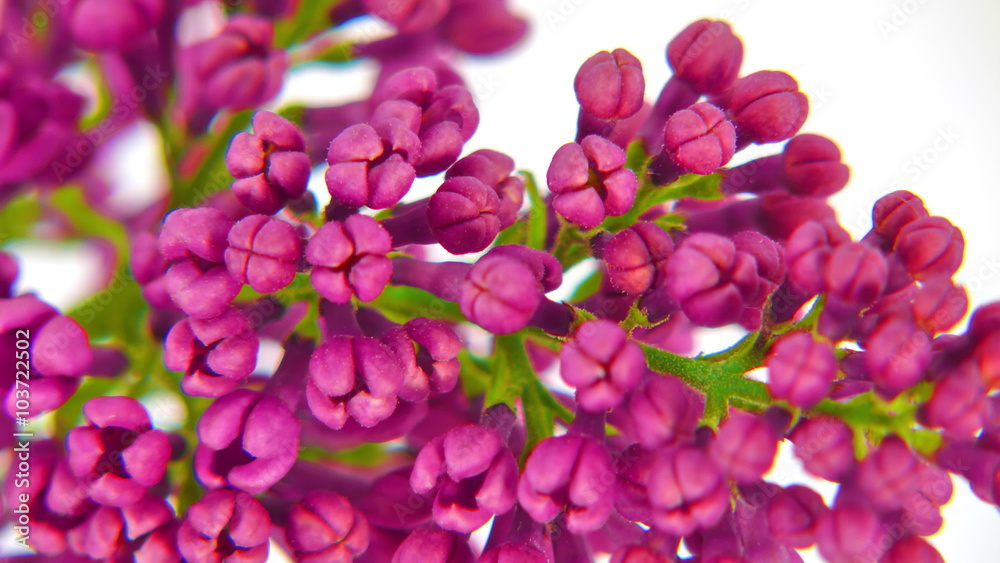 Close-up of lilacs flowers rising up and falling in timelapse. UltraHD 4k 3840x2160. Close-up of lilacs flowers rising up and falling in timelapse. UltraHD 4k 3840x2160.