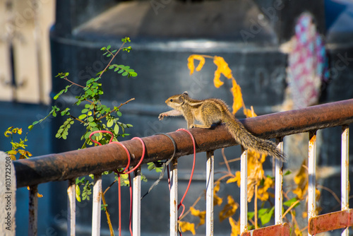 Indian palm squirrel (Funambulus palmarum) on a rooftop's rail among houseplants. A typical urban wildlife species of Udaipur city and all India