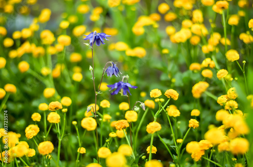 Aquilegia flowers on blue background with yellow flowers of buttercups growing in the meadow. Selectiv focus.  
