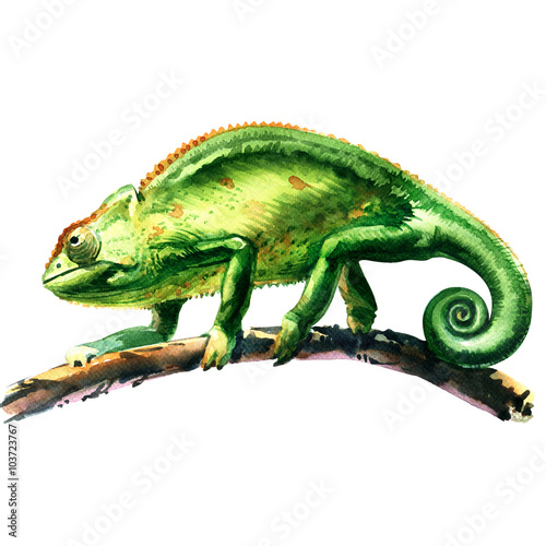 green chameleon, chamaeleo calyptratus, on a tree, isolated, watercolor illustration © lnsdes