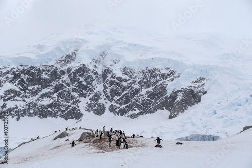 View from Neko Harbour, Antarctic Peninsula, Antarctica.  Gentoo Penguins in foreground. © Johannes Jensås