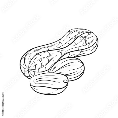 Hand drawn peanut sketches on white background