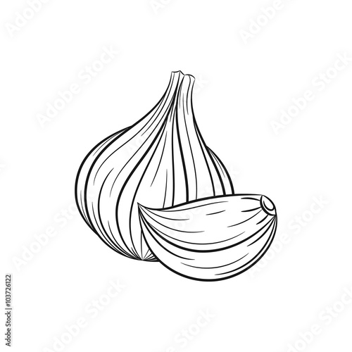 Hand drawn garlic sketches on white background