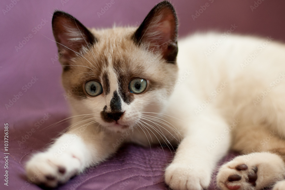 kitten close-up indoors