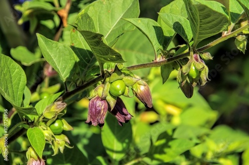 Schwarze Tollkirsche - deadly nightshade plant photo