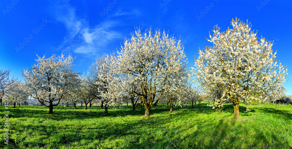Obraz premium Panorama - blühende Kirschbäume
