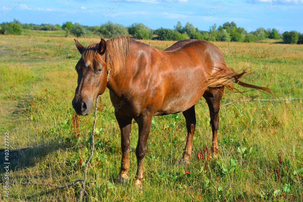 Obraz premium Horse on meadow.