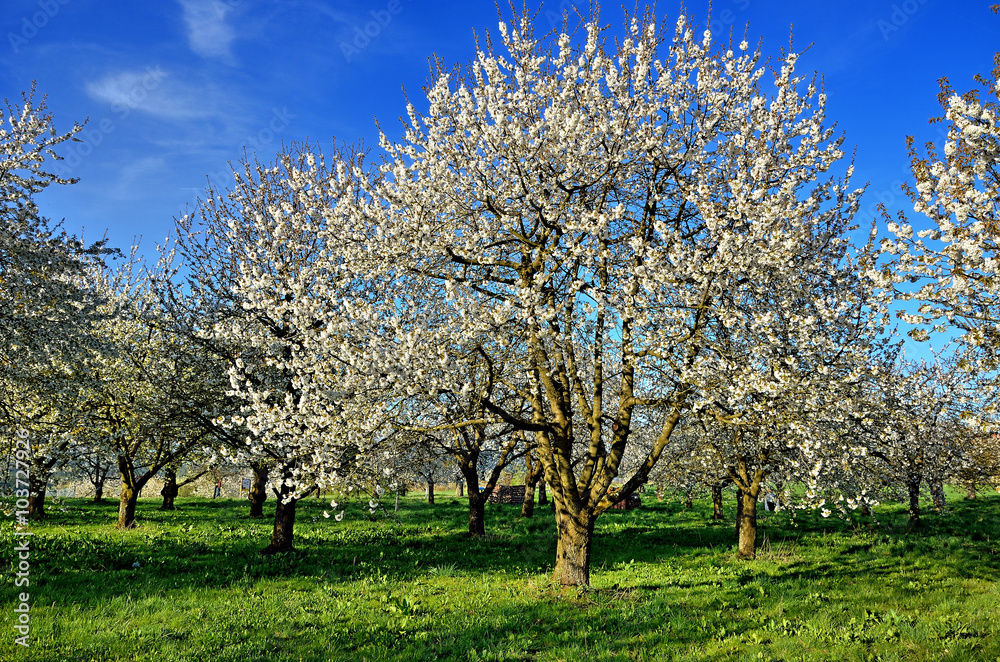 Obraz premium Blühende Kirschbäume auf Obstplantage