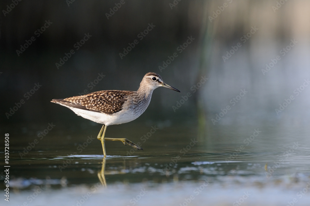 Side view of walking Wood Sandpiper at the shallow water Side view of walking Wood Sandpiper at the shallow water