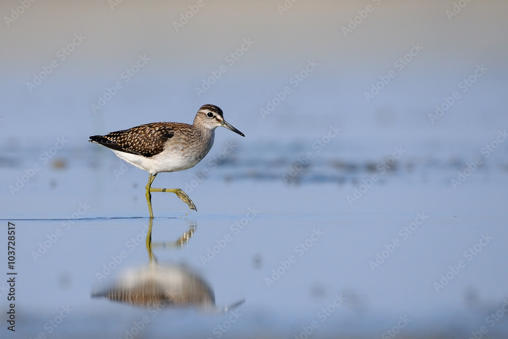 Side view of walking Wood Sandpiper at the shallow water Side view of walking Wood Sandpiper at the shallow water