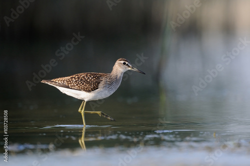 Side view of walking Wood Sandpiper at the shallow water  photo