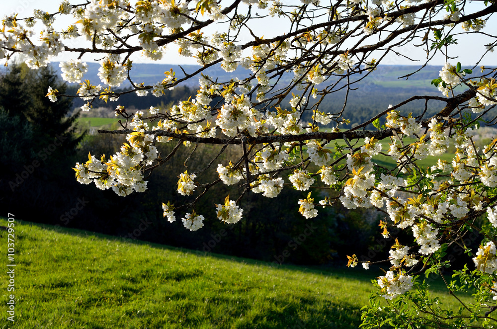 Fototapeta premium Kirschblüten im Frühling
