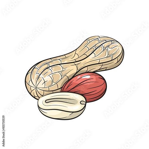 Vector peanut illustration on white background