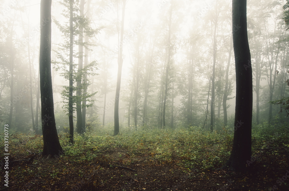 Obraz premium soft light in misty forest