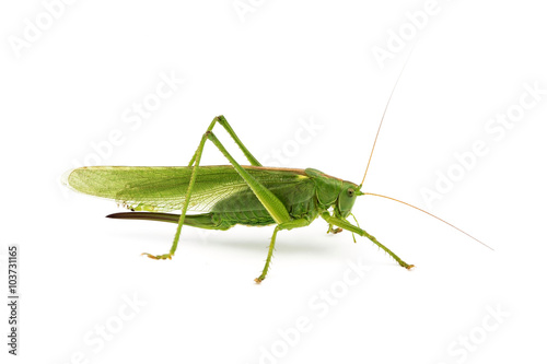 big green grasshopper on white background