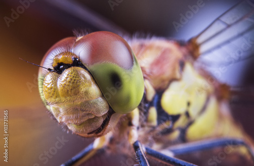 dragonfly's head, odonata, big eyes, macro world, color 