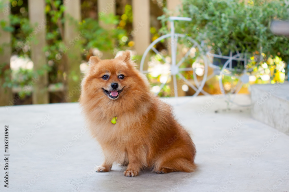 Cute Pomeranian dog portrait at home