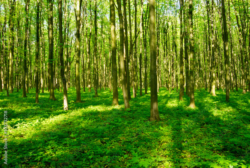 Fototapeta premium forest green