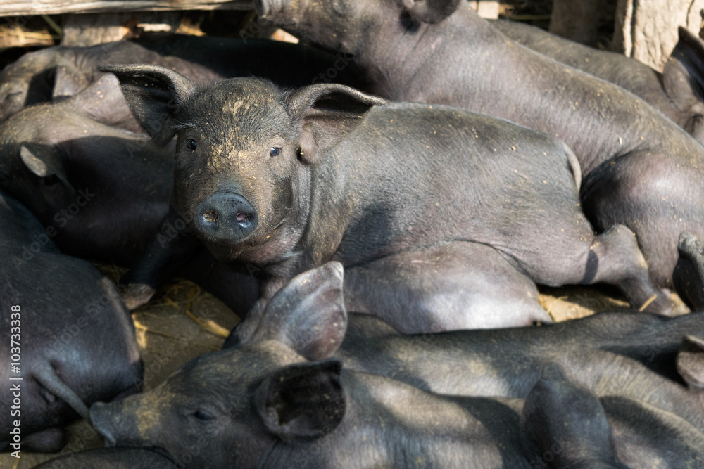 Group Cute baby black pig sleeping in pigpen. Group Cute baby black pig sleeping in pigpen.