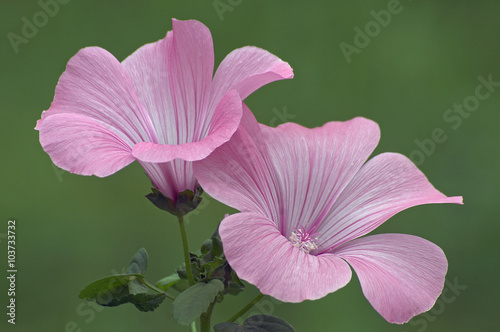 Annual mallow (Lavatera trimestris)