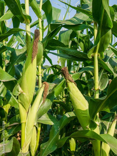 Green Corn cobs growing in the field.