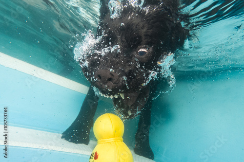 Hund unter Wasser photo