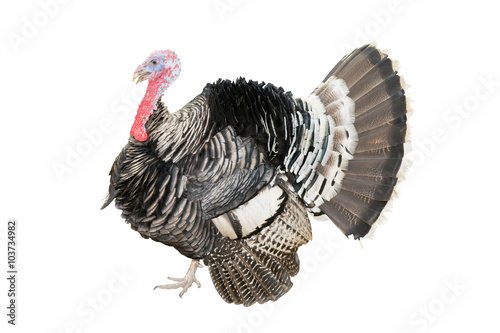 The Turkey bird isolate on white background