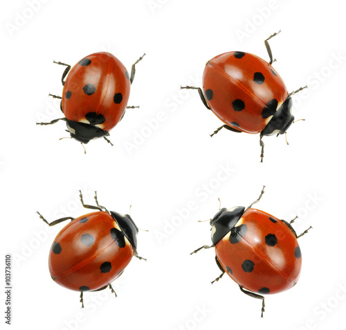 Ladybugs isolated on white © Alekss