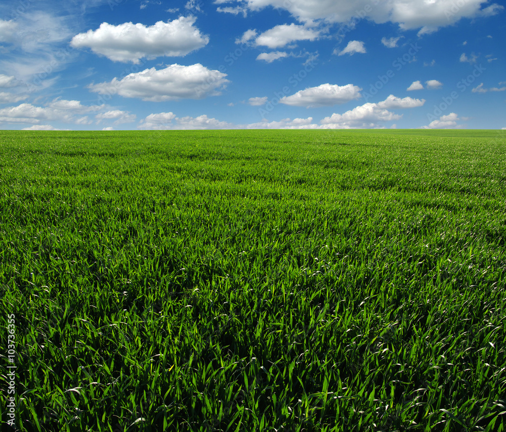 green field green field