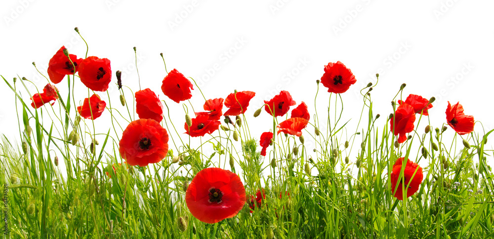 Fototapeta premium red poppies on white