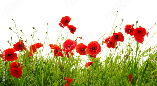 red poppies on white