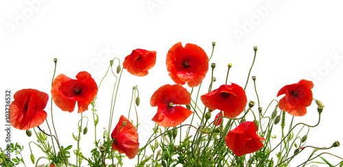 red poppies on white