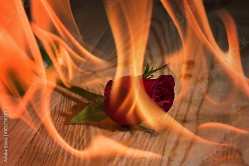 burning red rose on the wood background.Selective focus.