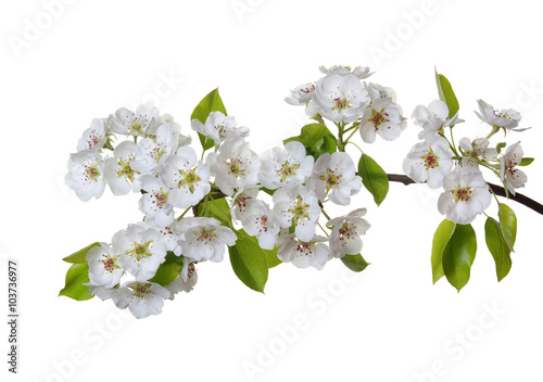  blossoms isolated on white