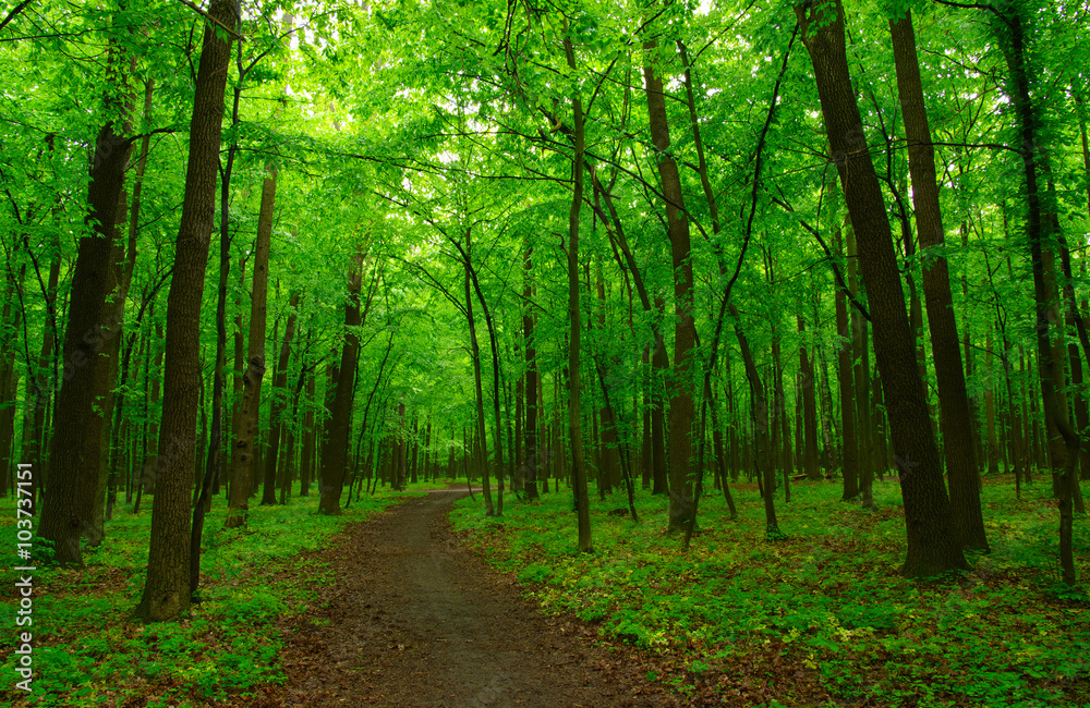 Obraz premium green forest