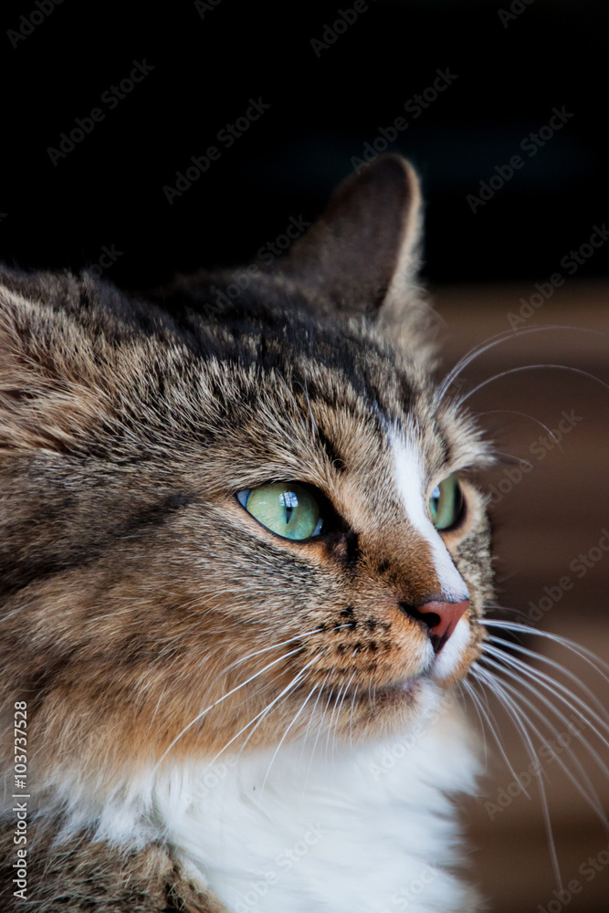 Nahaufnahme einer Hauskatze im Seitenprofil Nahaufnahme einer Hauskatze im Seitenprofil
