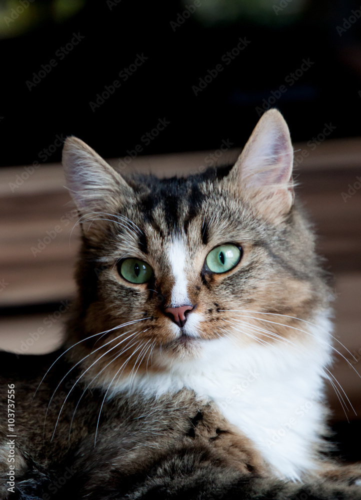 Hauskatze Hauskatze