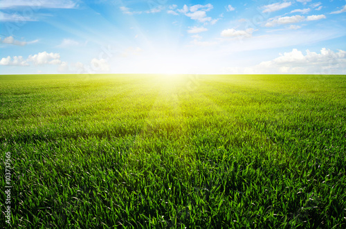 field and sun