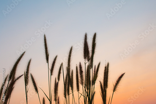 flower Sunset Beauty  sky and clouds in  Thailand