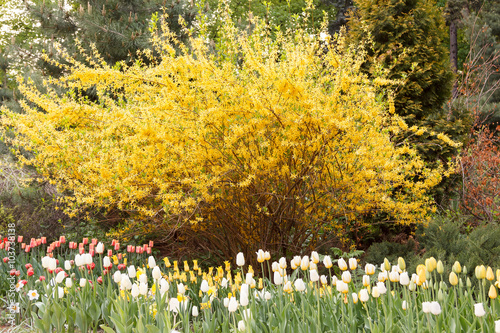 Tableau sur toile Tulips in front of spectacular yellow forsythia