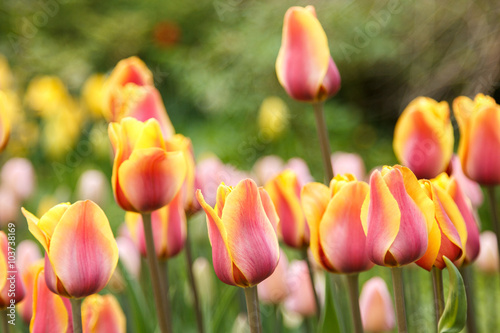 blooming pink and yellow coloured striped tulips