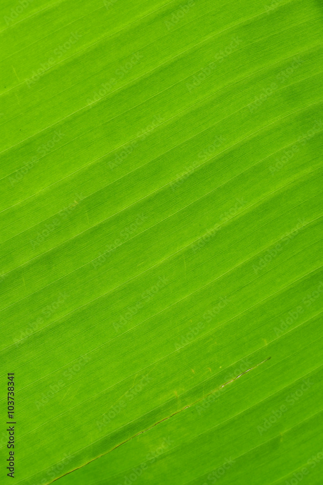 Back of banana leaf background